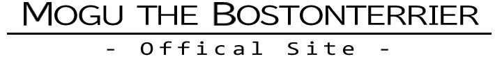 Mogu the Bostonterrier